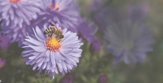 Die Wunderprodukte der fleissigen Bienen