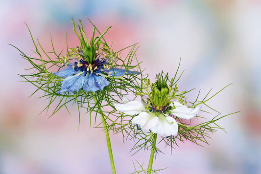 Arzneipflanzen bei Allergien