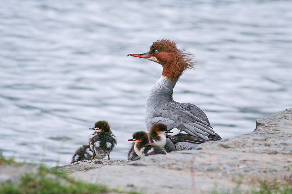 Die Wasservögel auf dem Thunersee