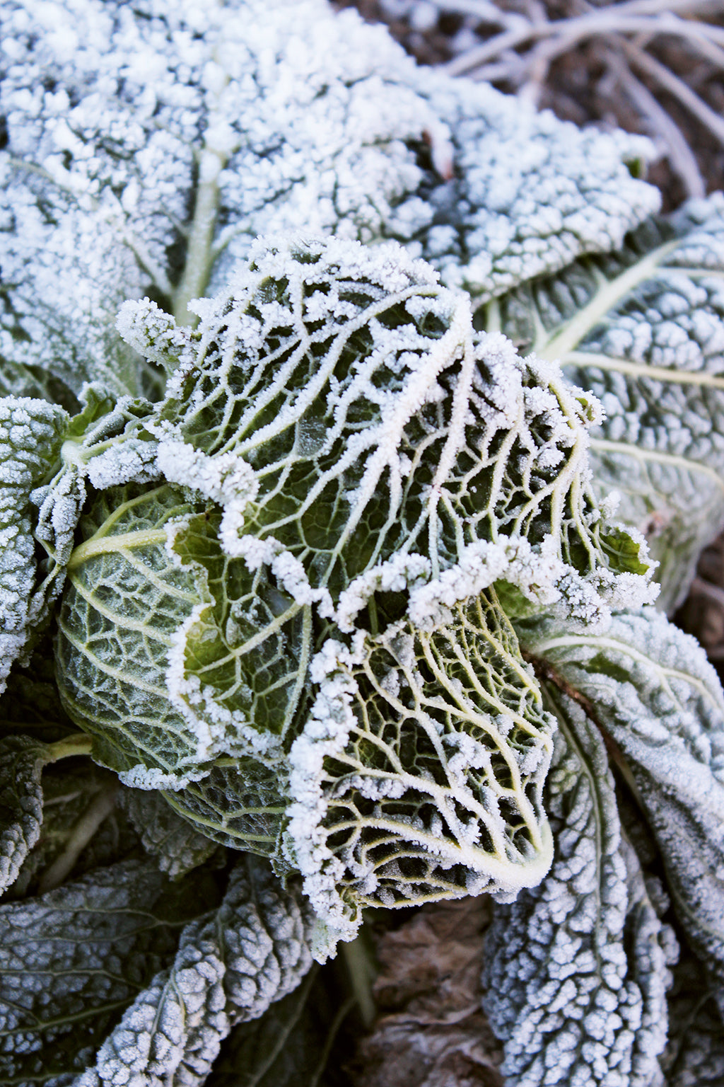 Geniessen ab Hof – Ein natürlicher Kreislauf auf dem Chrömeli