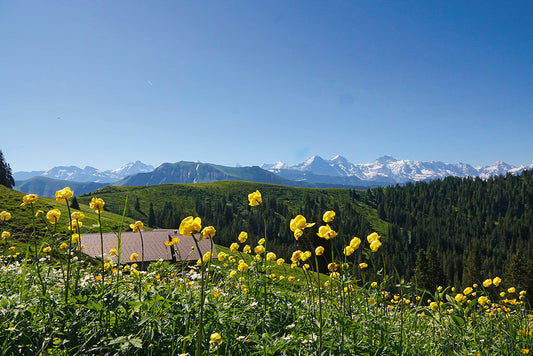 Weitsicht und Blumenpracht auf dem Hohgant