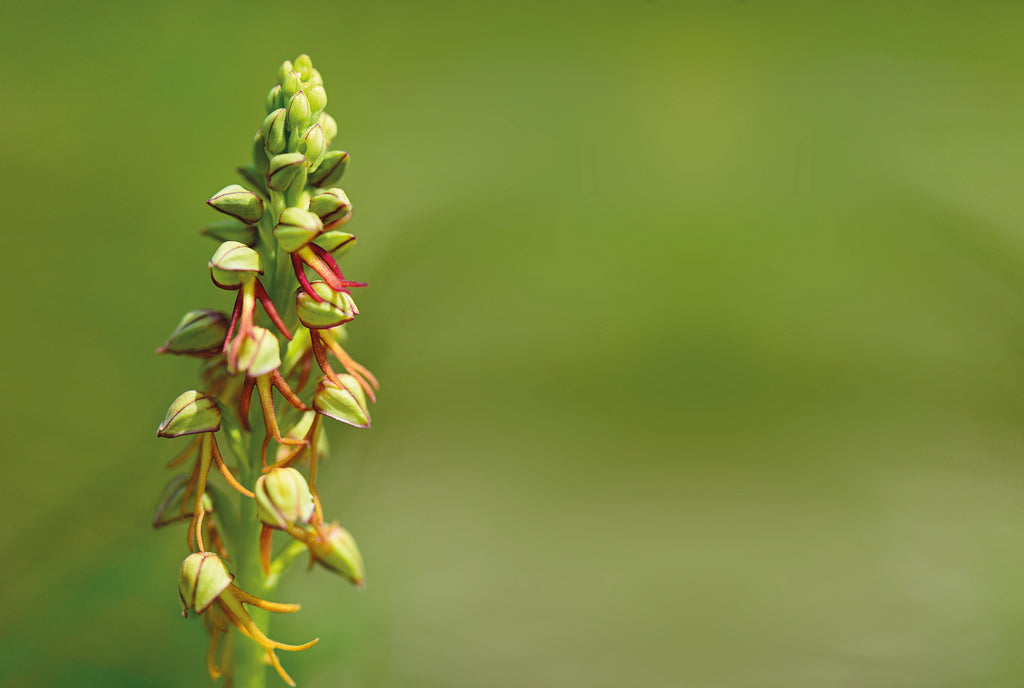 Die Magnolie – Es raschelt, kriecht und blüht am Thunersee