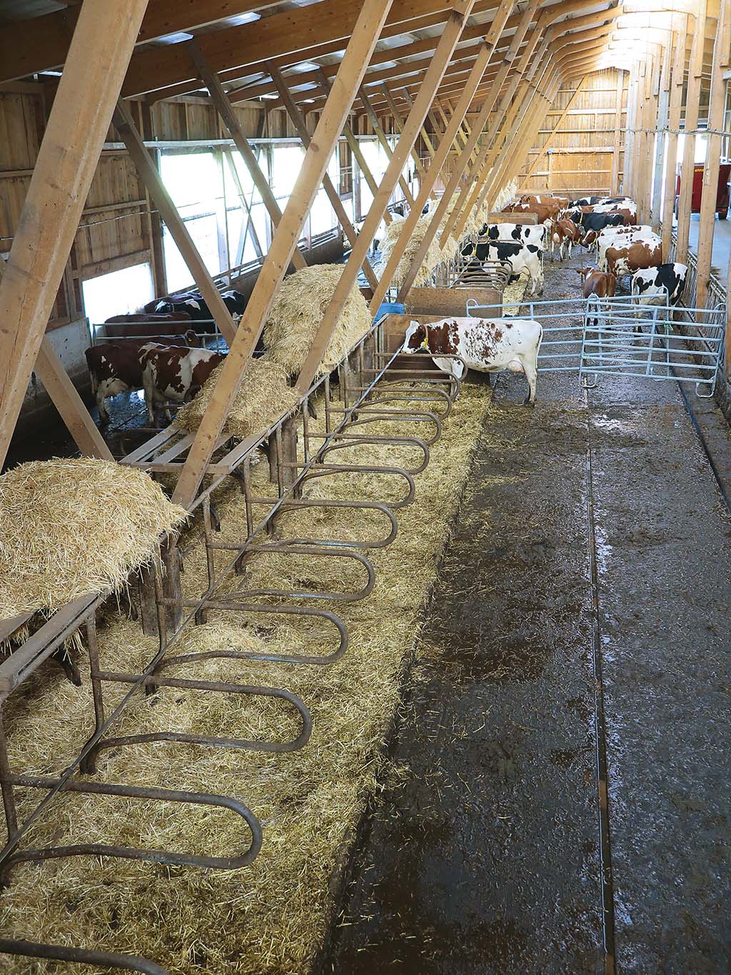 Mit dem Tierarzt unterwegs auf dem Lande