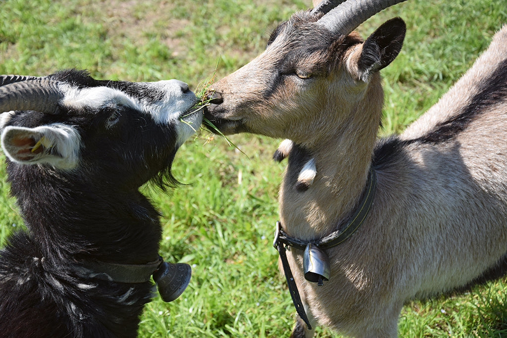 Stallvisite bei Kuh & Co.