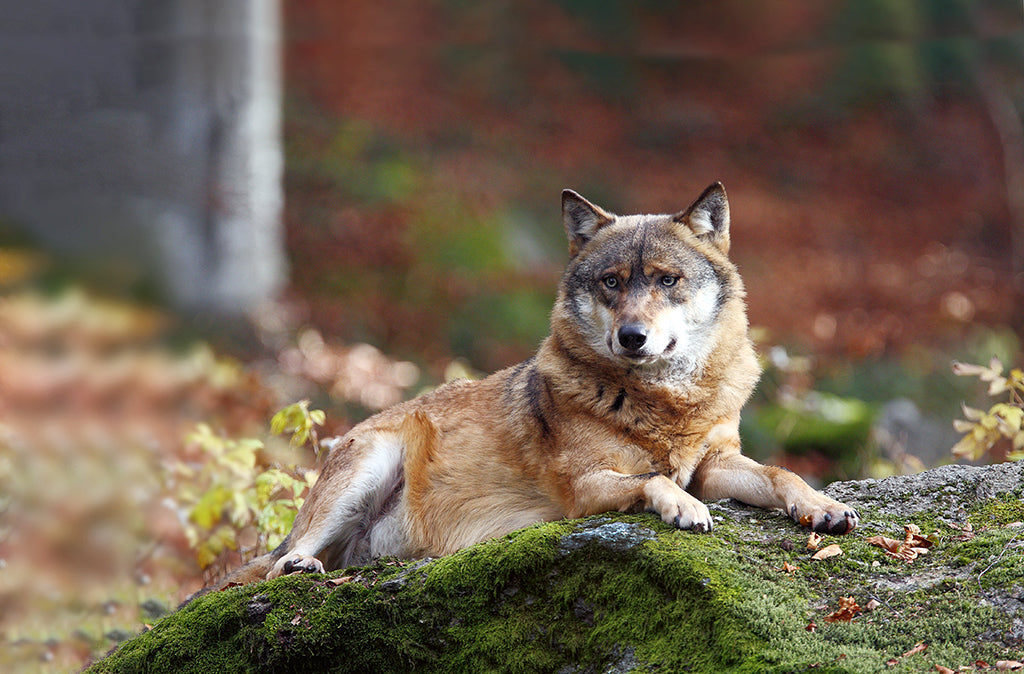 Der Wolf – Historisches Fabelwesen und scheues Raubtier