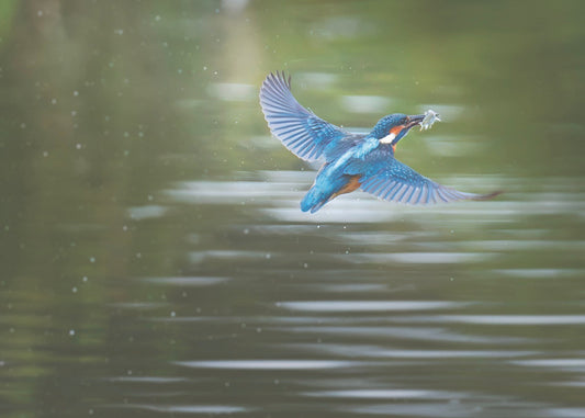 Wildlife-Fotografie